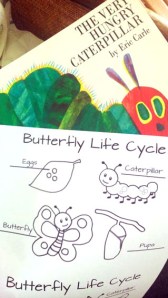 Butterfly Life Cycle